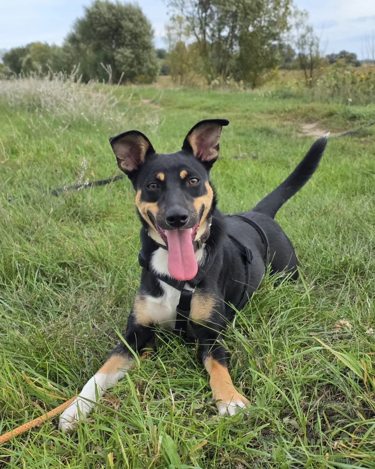 MELKA, female Mixed Breed for adoption at Schronisko Azyl Gorzów, Gorzów Wielkopolski