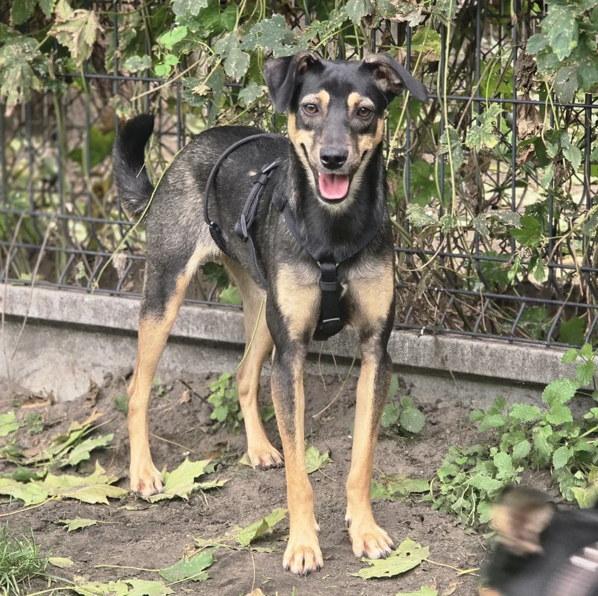 BEZA, female Mixed Breed for adoption at Schronisko Azyl Gorzów, Gorzów Wielkopolski