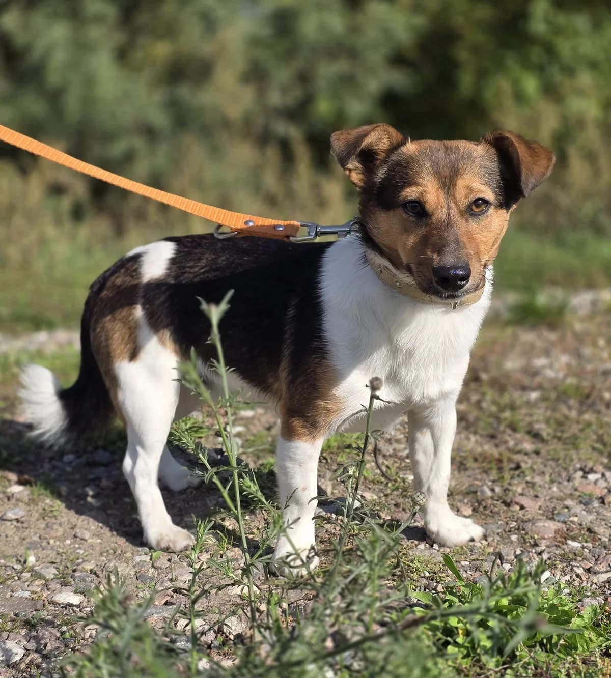 SID, male young Mixed Breed for adoption at Schronisko Azyl Gorzów, Gorzów Wielkopolski