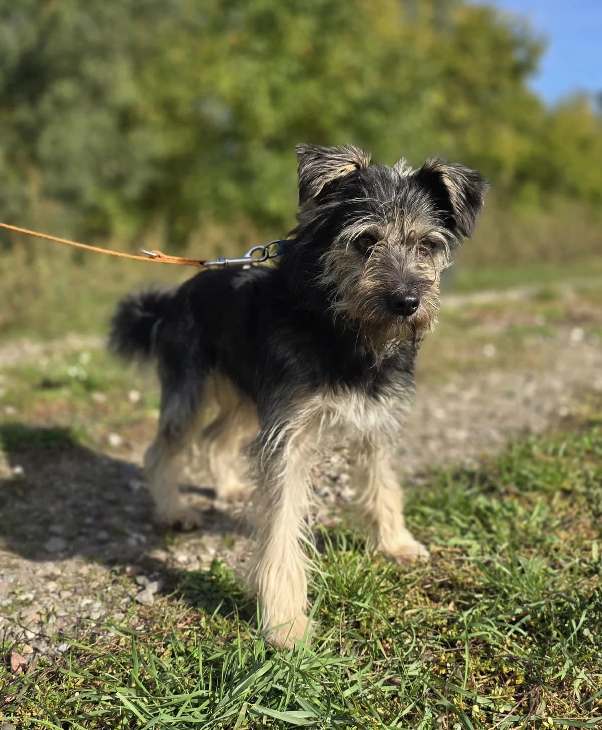 GUCIO, male young Mixed Breed for adoption at Schronisko Azyl Gorzów, Gorzów Wielkopolski