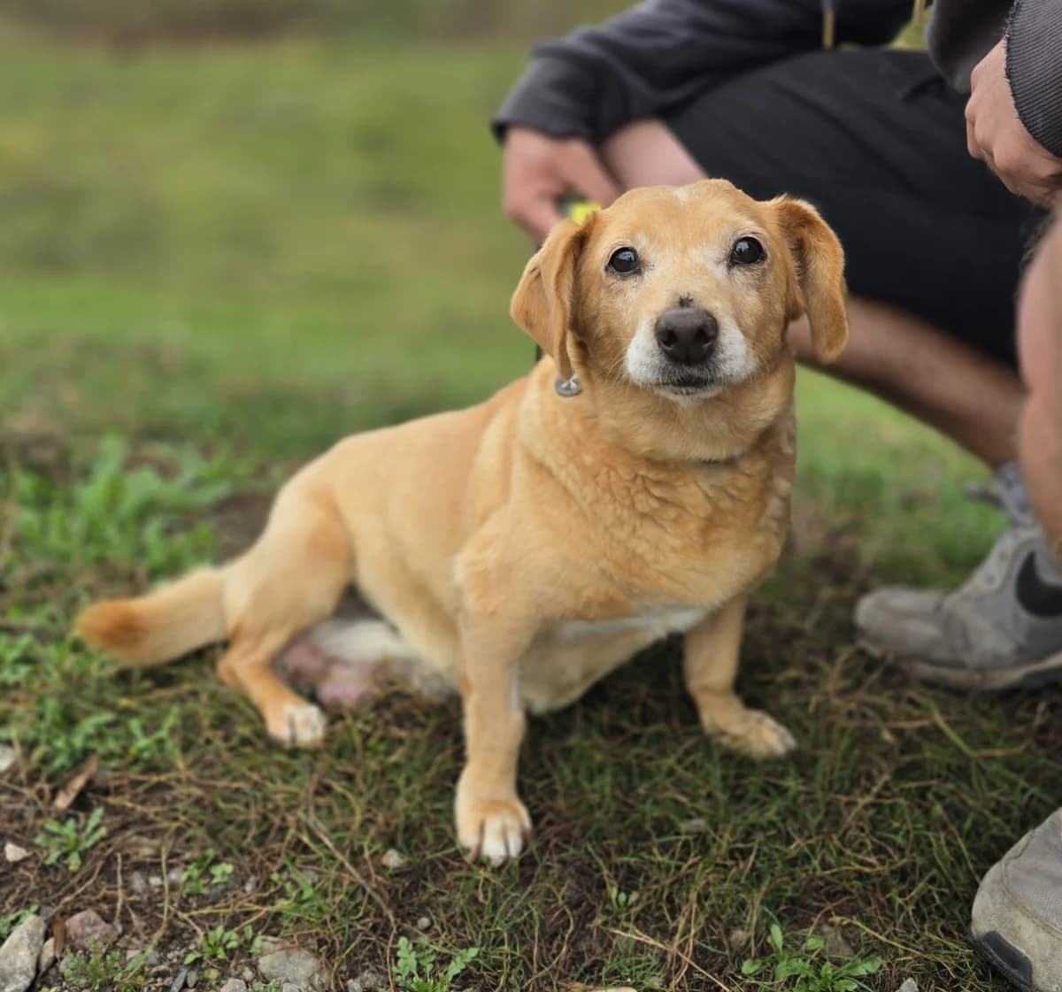 BEZA, female senior Mixed Breed for adoption at Schronisko Azyl Gorzów, Gorzów Wielkopolski