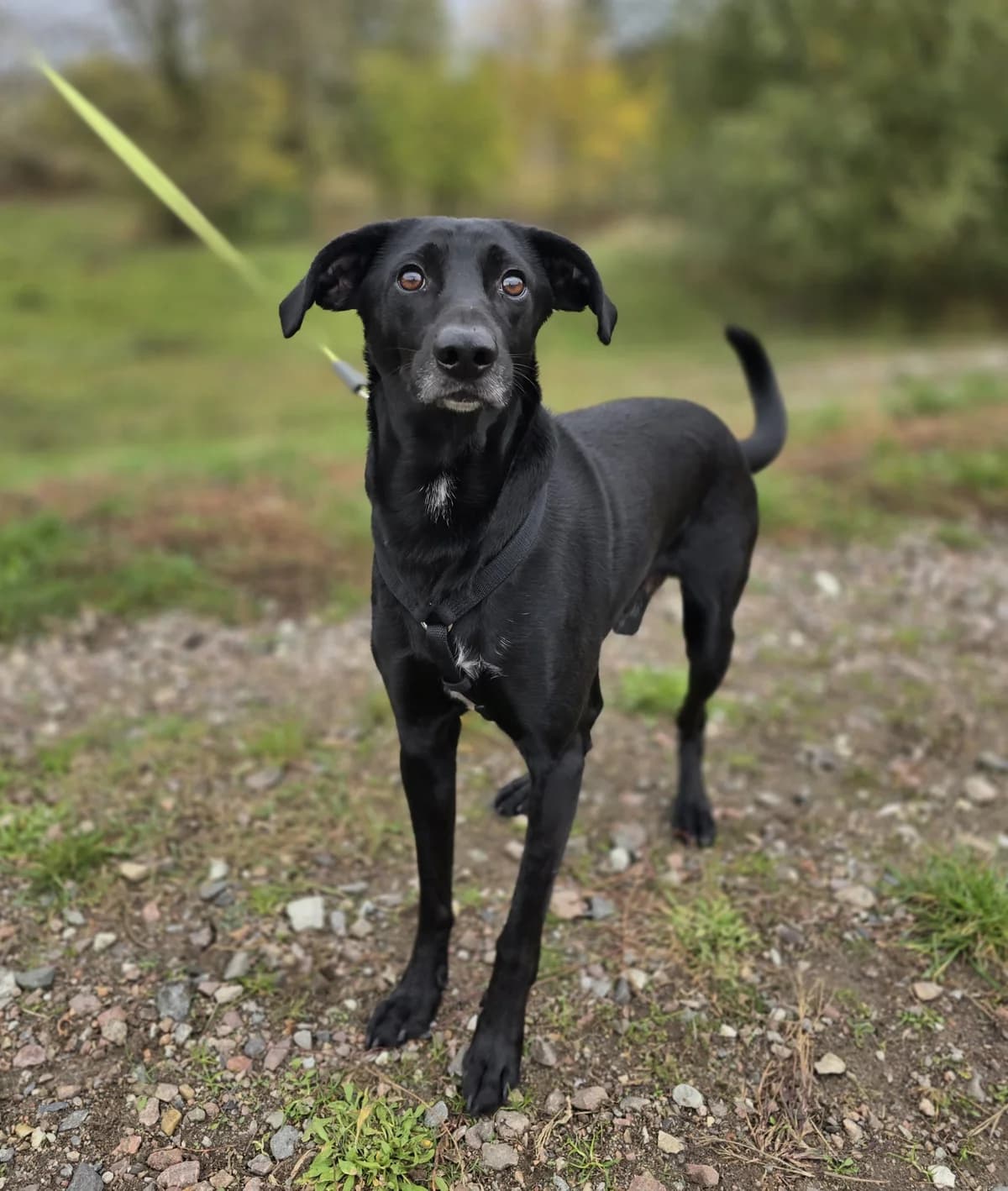 ALUŚ, male 3yo Mixed Breed for adoption at Schronisko Azyl Gorzów, Gorzów Wielkopolski