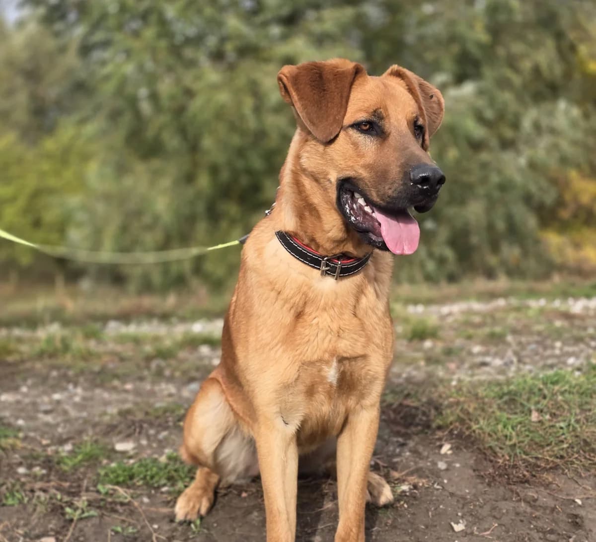 LUCKY, male young Mixed Breed for adoption at Schronisko Azyl Gorzów, Gorzów Wielkopolski