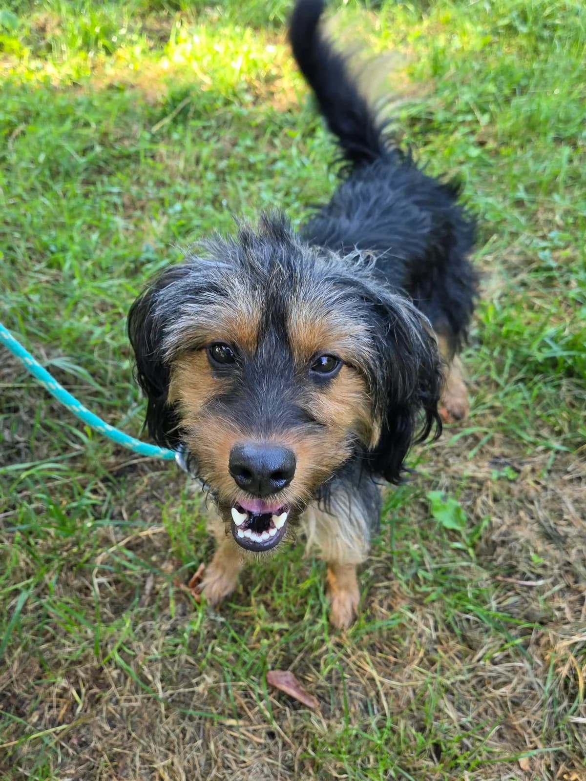 103G, female 4yo mixed breed for adoption at Schronisko dla Zwierząt MPGK Jelenia Góra, Jelenia Góra