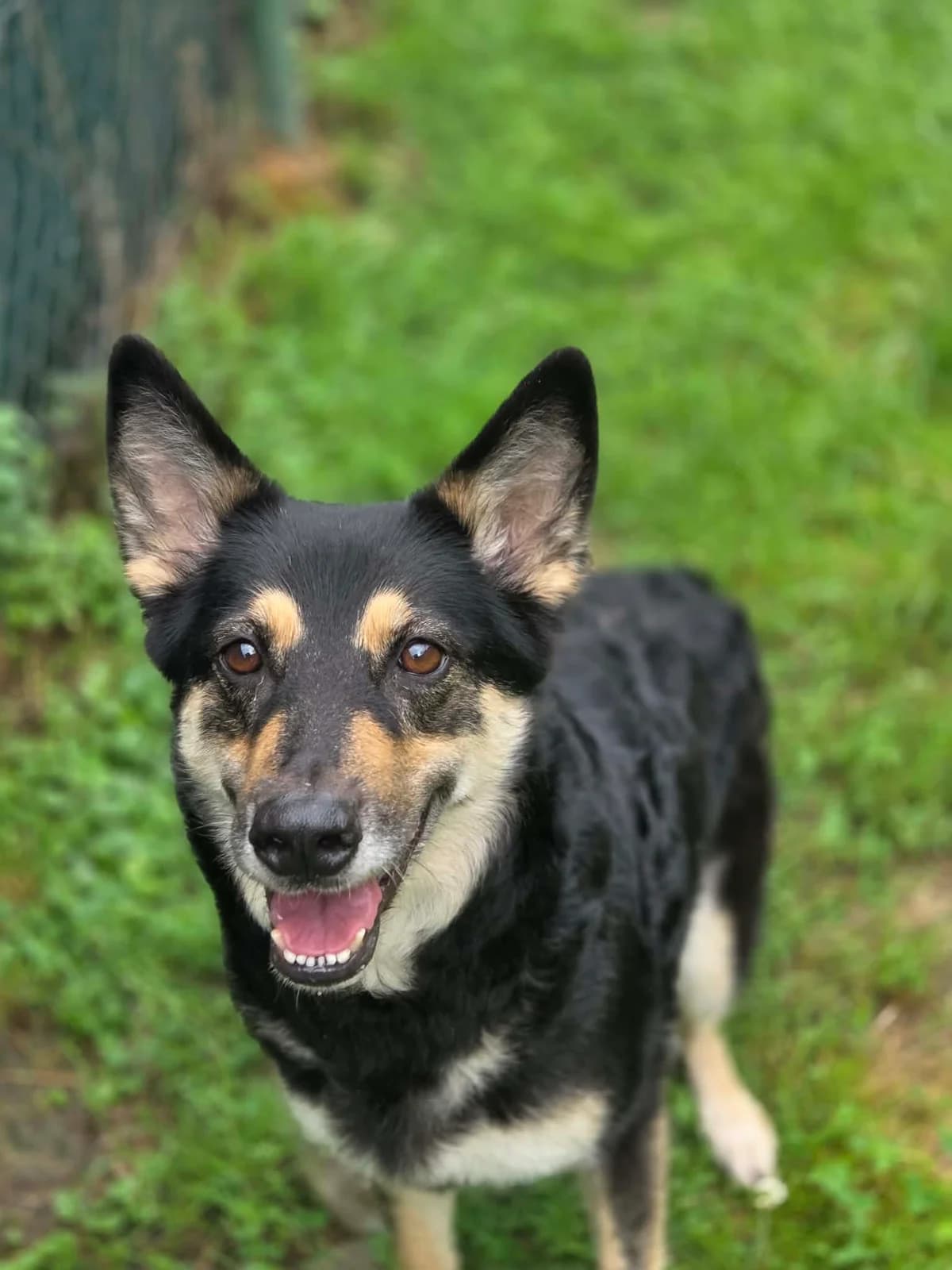 105J, female 3yo mixed breed for adoption at Schronisko dla Zwierząt MPGK Jelenia Góra, Jelenia Góra