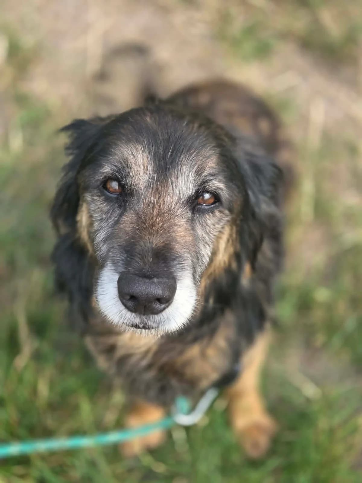 106J, male senior mixed breed for adoption at Schronisko dla Zwierząt MPGK Jelenia Góra, Jelenia Góra