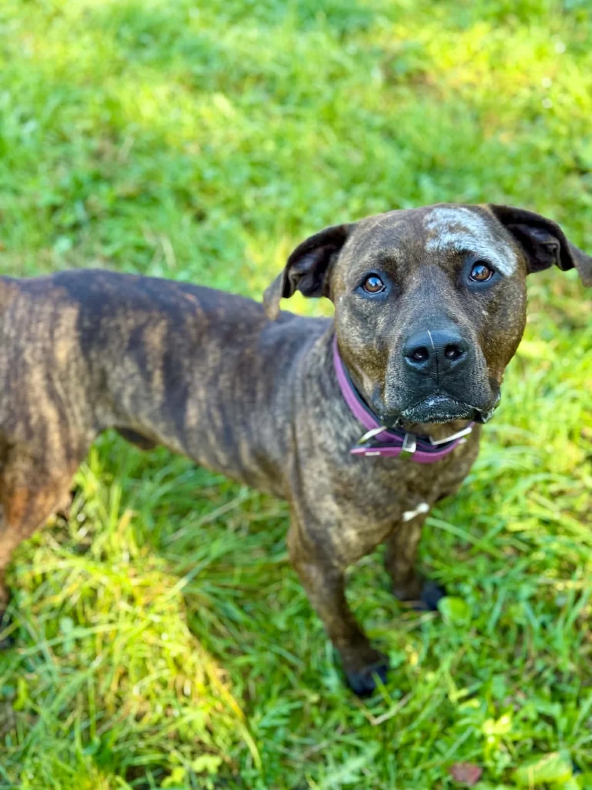 114J, male 4yo American Staffordshire Terrier for adoption at Schronisko dla Zwierząt MPGK Jelenia Góra, Jelenia Góra