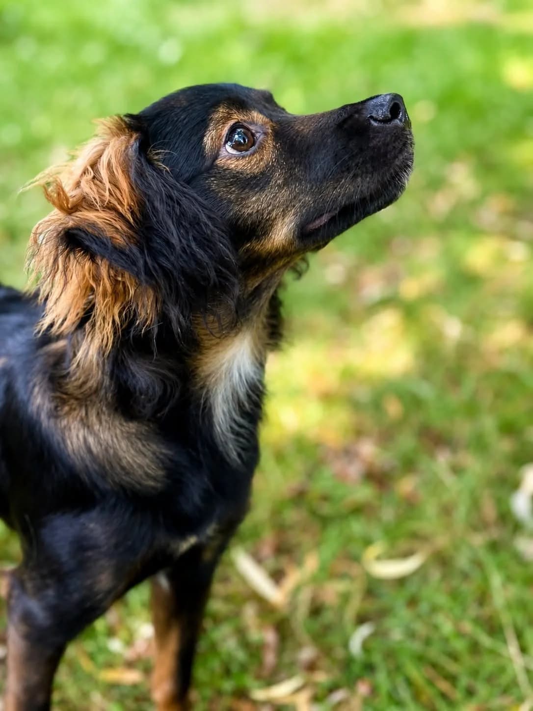 119J, female 7yo mixed breed for adoption at Schronisko dla Zwierząt MPGK Jelenia Góra, Jelenia Góra