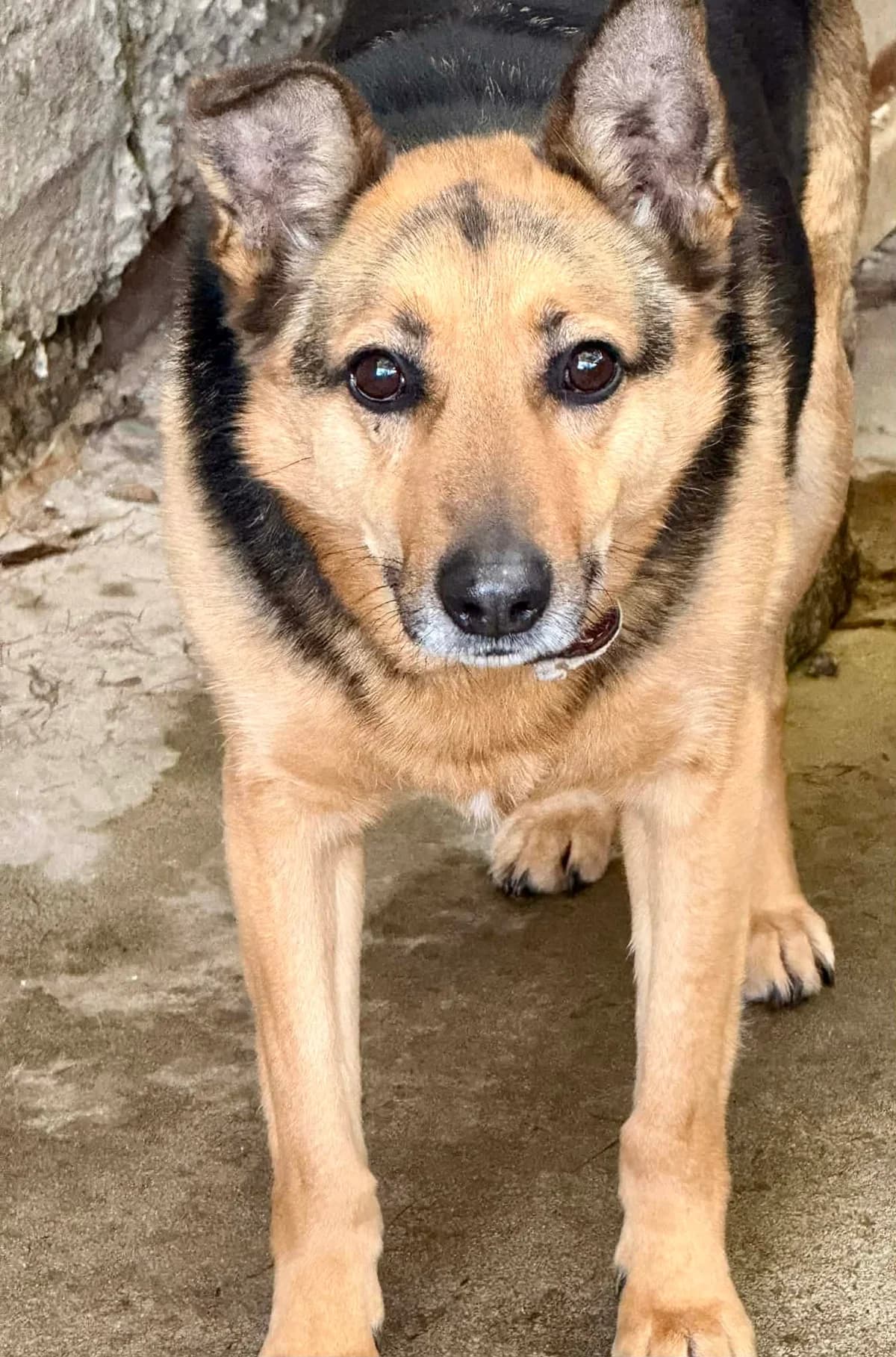 2G/MALUSIO, male senior mixed breed for adoption at Schronisko dla Zwierząt MPGK Jelenia Góra, Jelenia Góra