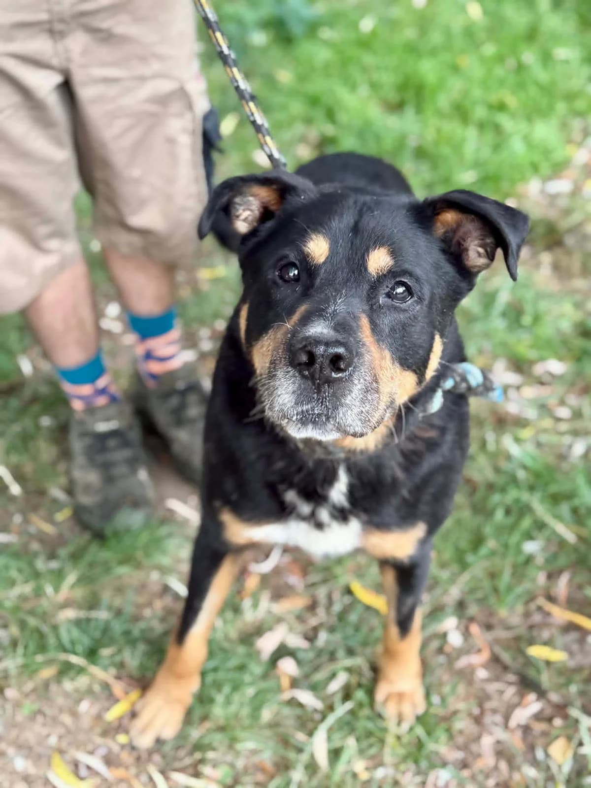 66G, male senior mixed breed for adoption at Schronisko dla Zwierząt MPGK Jelenia Góra, Jelenia Góra