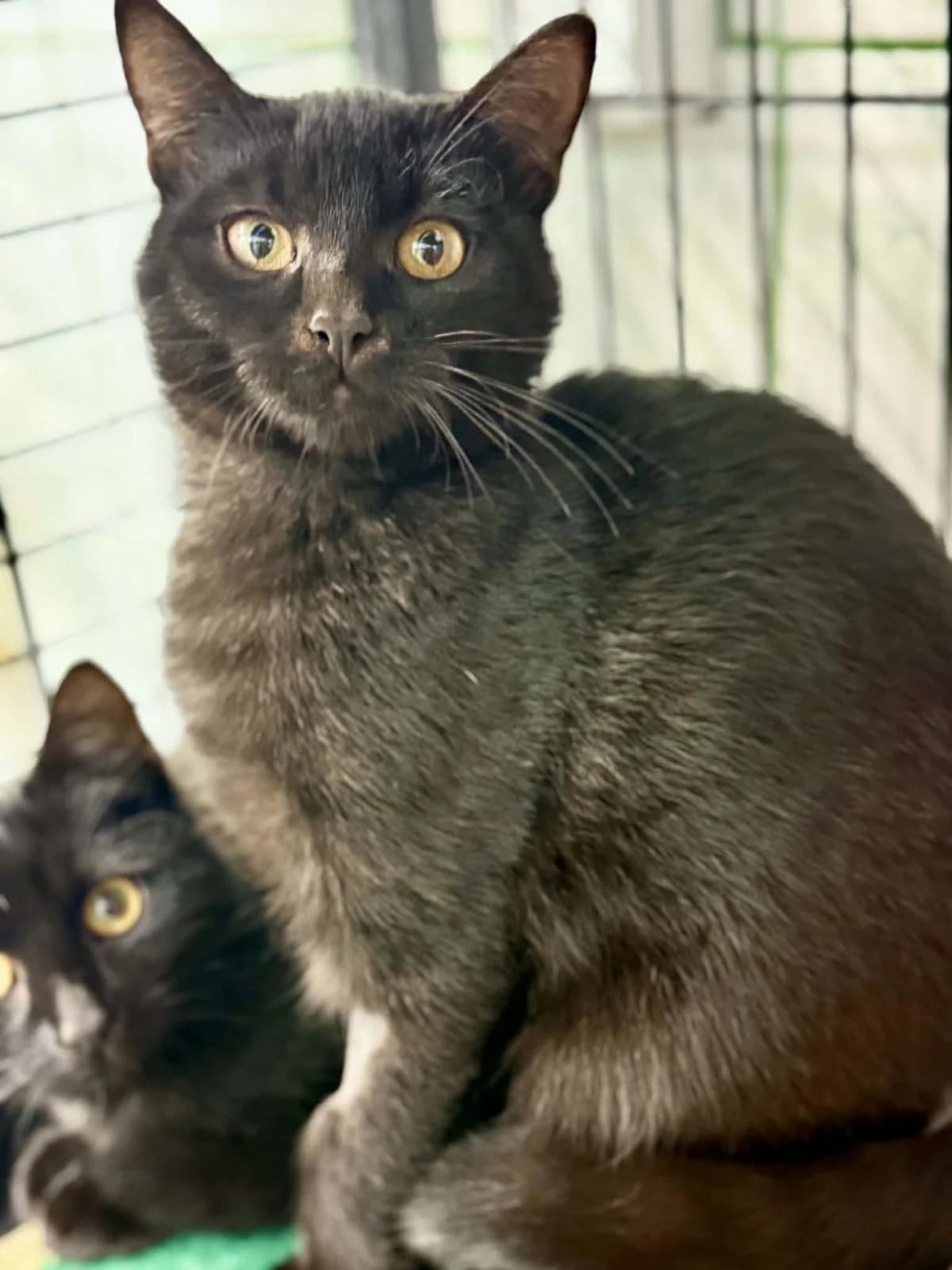 66J, male 5yo mixed breed for adoption at Schronisko dla Zwierząt MPGK Jelenia Góra, Jelenia Góra