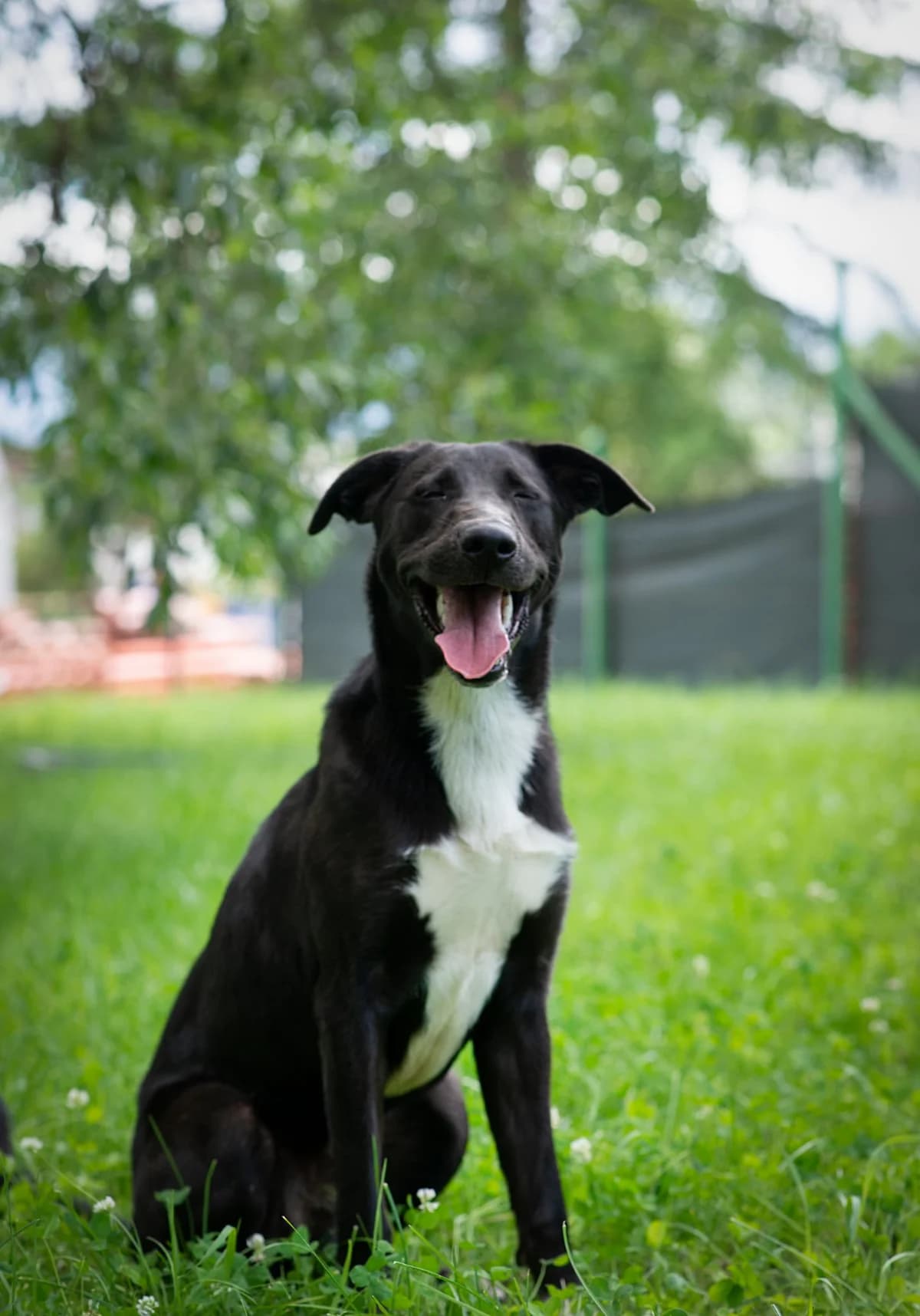68G, male mixed breed for adoption at Schronisko dla Zwierząt MPGK Jelenia Góra, Jelenia Góra