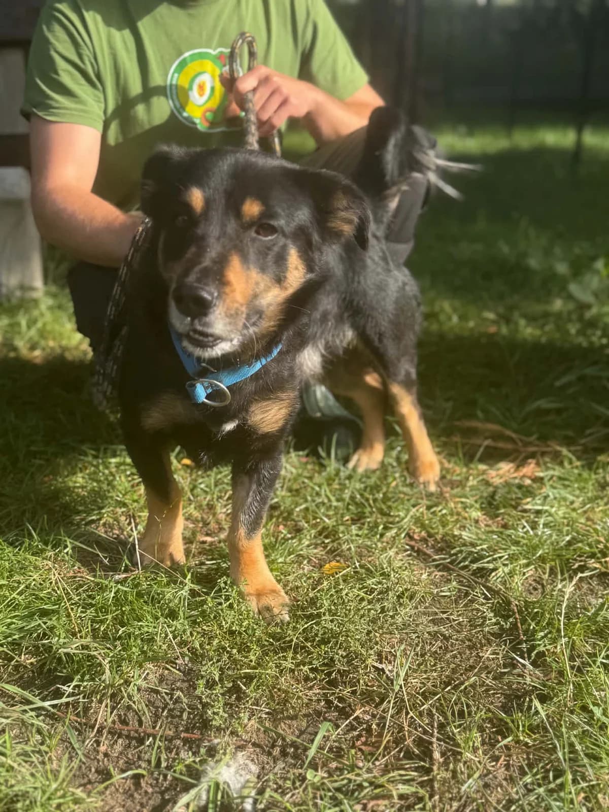 69G/Brunon, male 5yo mixed breed for adoption at Schronisko dla Zwierząt MPGK Jelenia Góra, Jelenia Góra