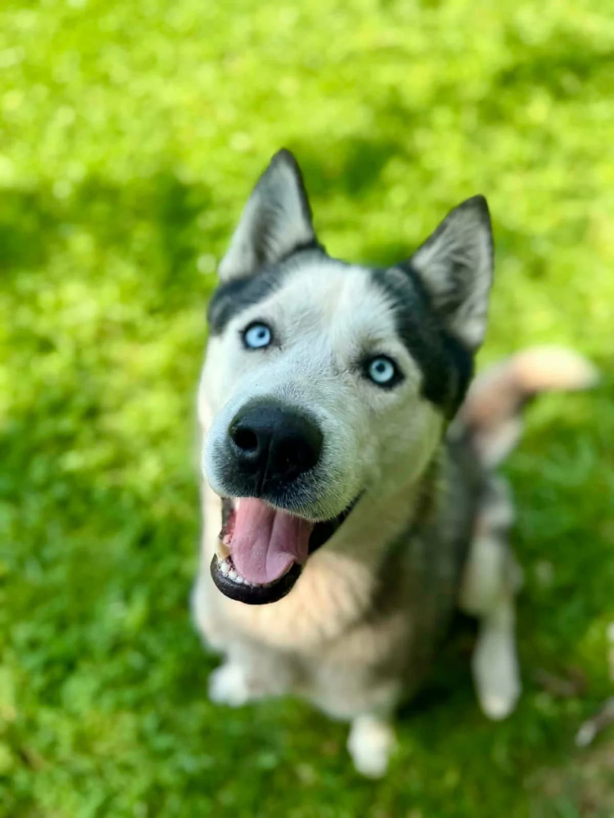 78G, male young Husky for adoption at Schronisko dla Zwierząt MPGK Jelenia Góra, Jelenia Góra