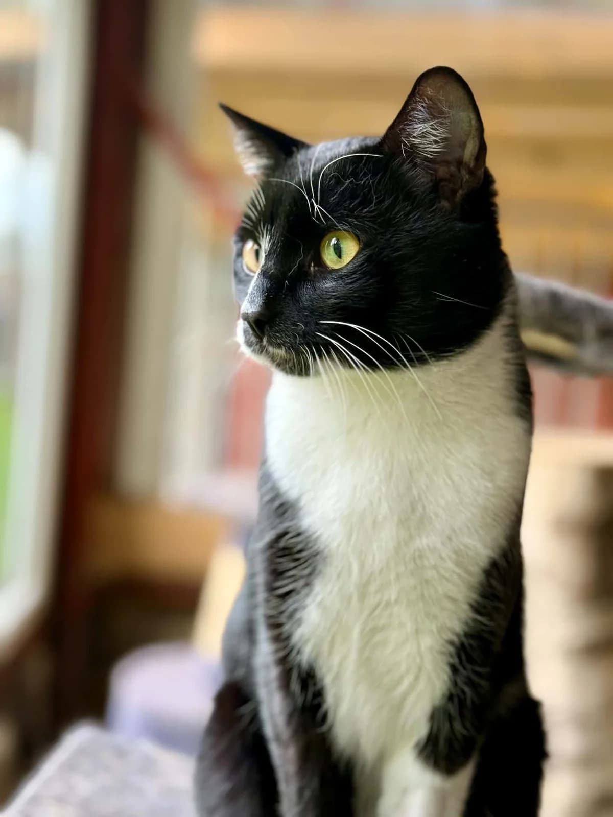 85J, male 5yo mixed breed for adoption at Schronisko dla Zwierząt MPGK Jelenia Góra, Jelenia Góra