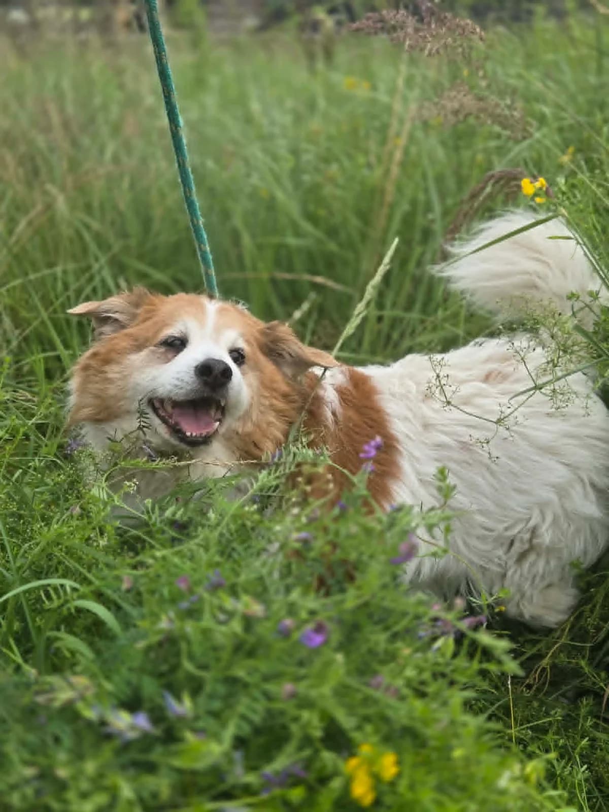 95J, male senior mixed breed for adoption at Schronisko dla Zwierząt MPGK Jelenia Góra, Jelenia Góra