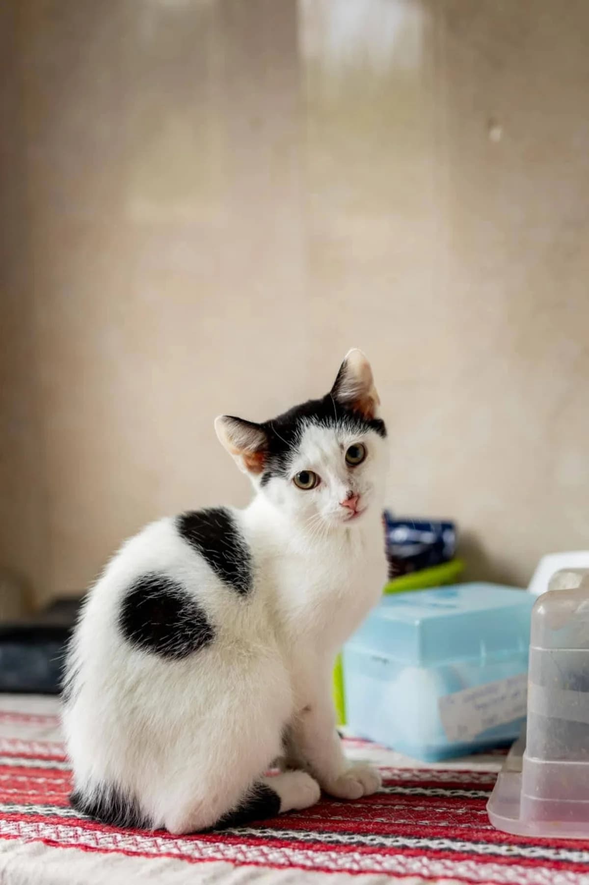 Bibi, female 5yo Mixed Breed for adoption at Schronisko dla Zwierząt w Józefowie, Józefów