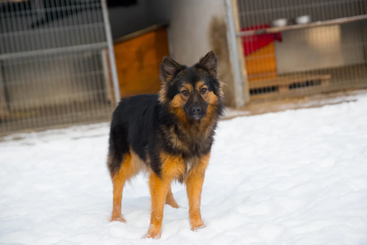 Landrynka, female 5yo Mixed Breed for adoption at Schronisko dla Zwierząt w Józefowie, Józefów