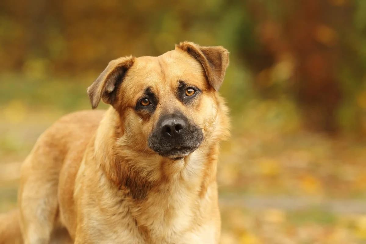 Misio Vel. Ori, male senior Mixed Breed for adoption at Schronisko dla Zwierząt w Józefowie, Józefów