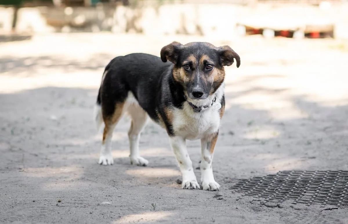 Olia, male 5yo Mixed Breed for adoption at Schronisko dla Zwierząt w Józefowie, Józefów
