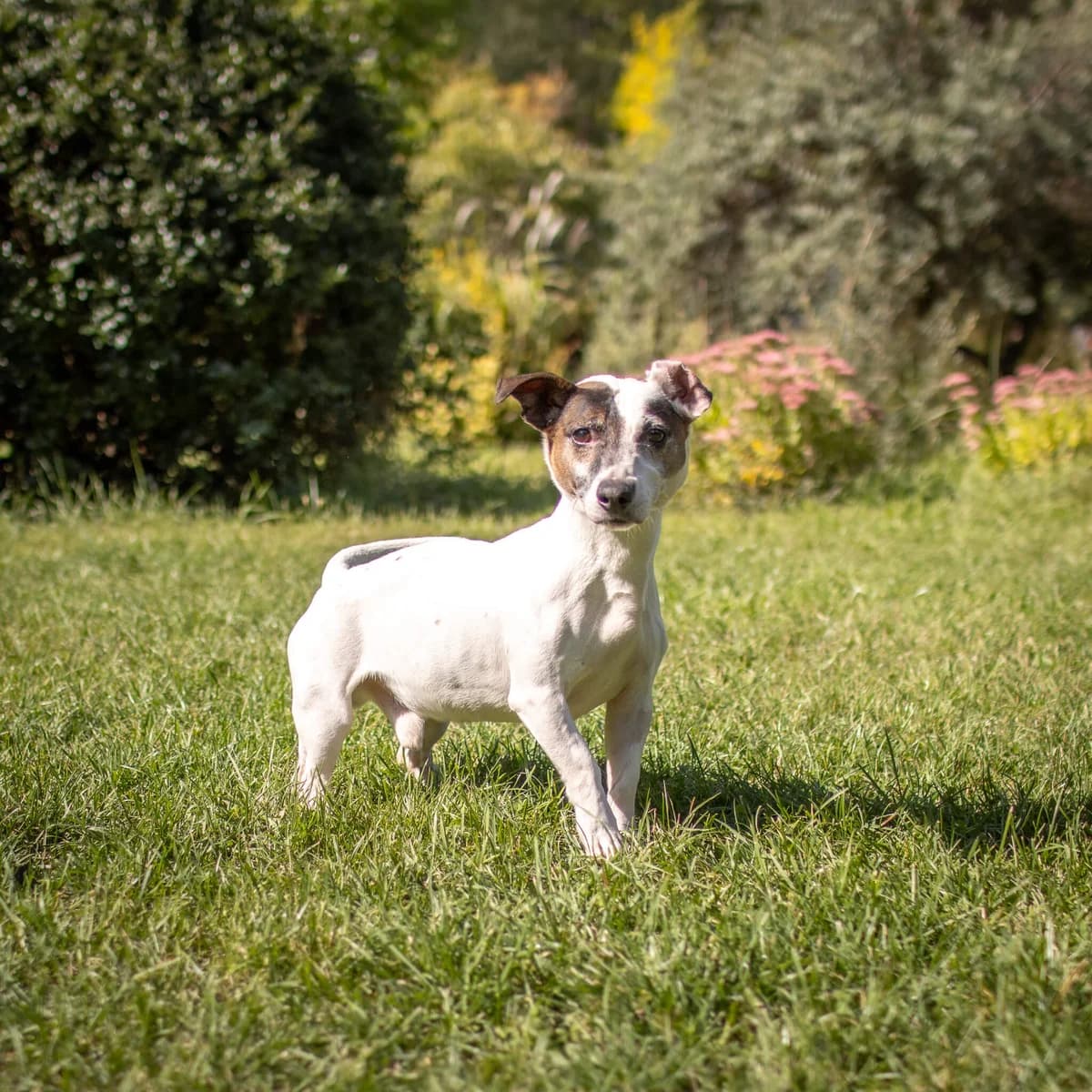 Kuba 233/26, male senior Mixed Breed for adoption at Schronisko Katowice, Katowice