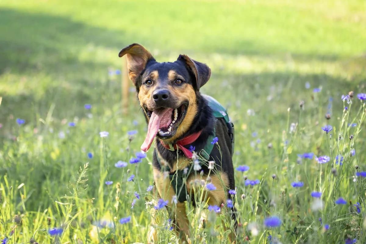 Bajzel 65/26, male Mixed Breed for adoption at Schronisko Katowice, Katowice