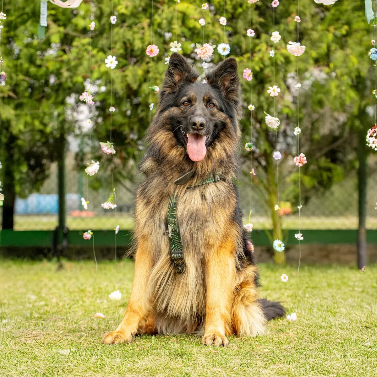 Amir 177/25, male 5yo Mixed Breed for adoption at Schronisko Katowice, Katowice