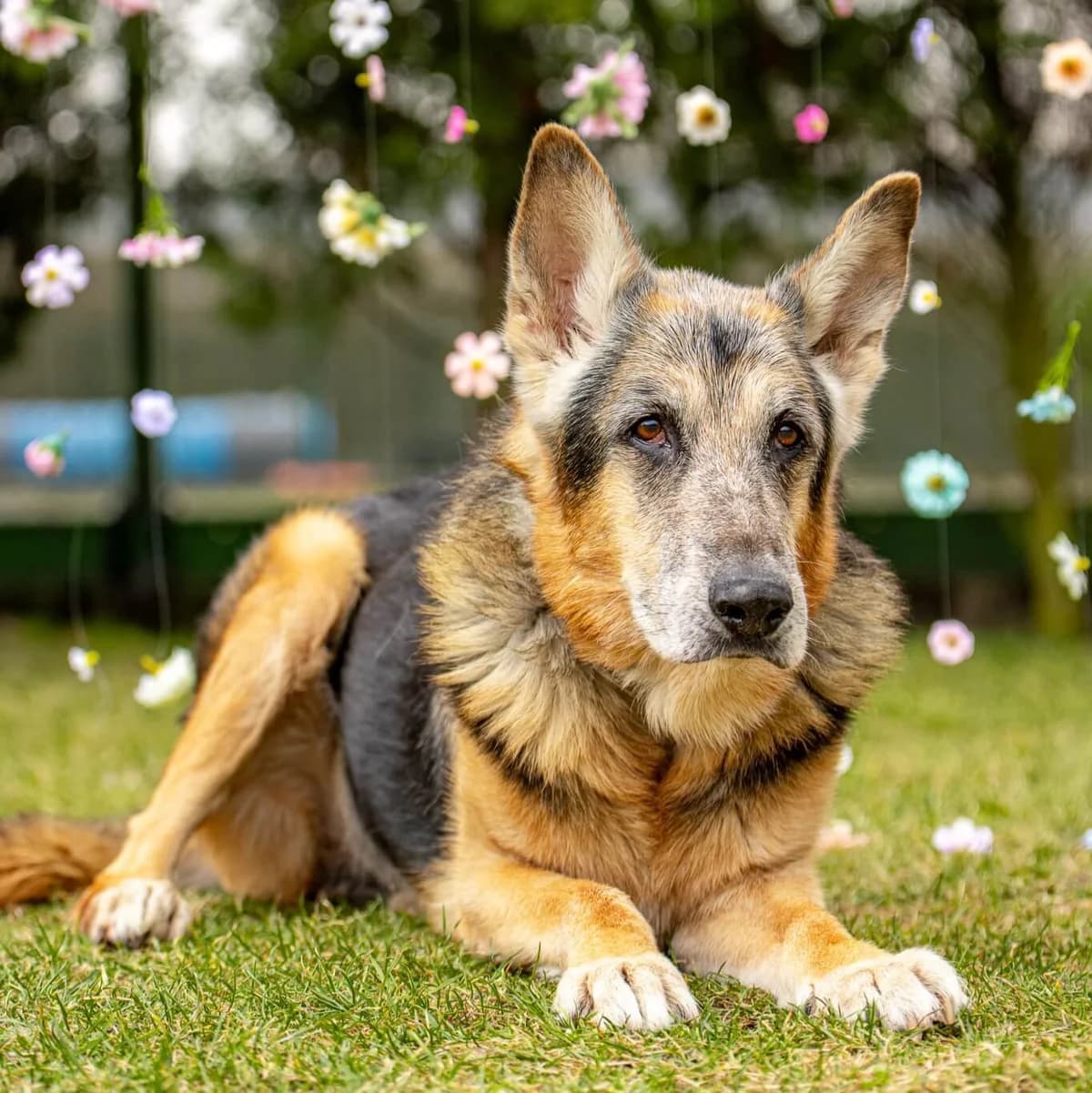 Lucky 128/26, male young Mixed Breed for adoption at Schronisko Katowice, Katowice