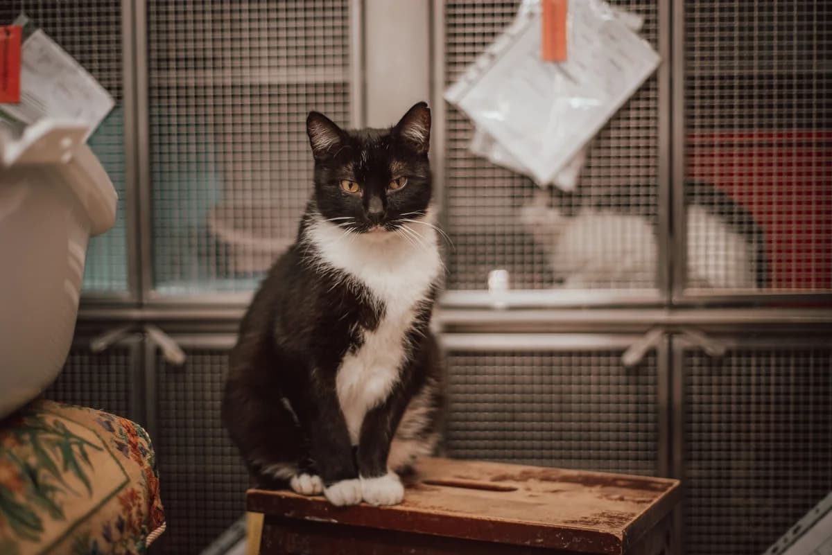 Bob K231/20, Mixed Breed for adoption at Schronisko Katowice, Katowice