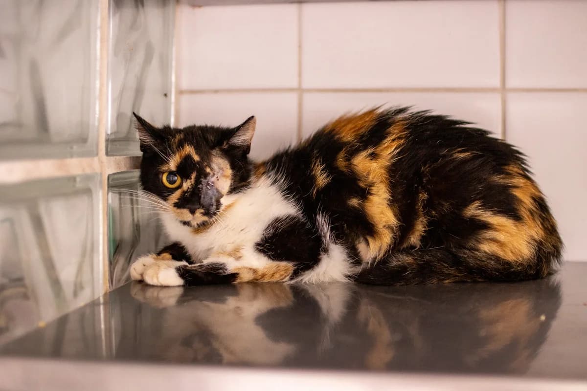 Kobra K161/26, female Mixed Breed for adoption at Schronisko Katowice, Katowice