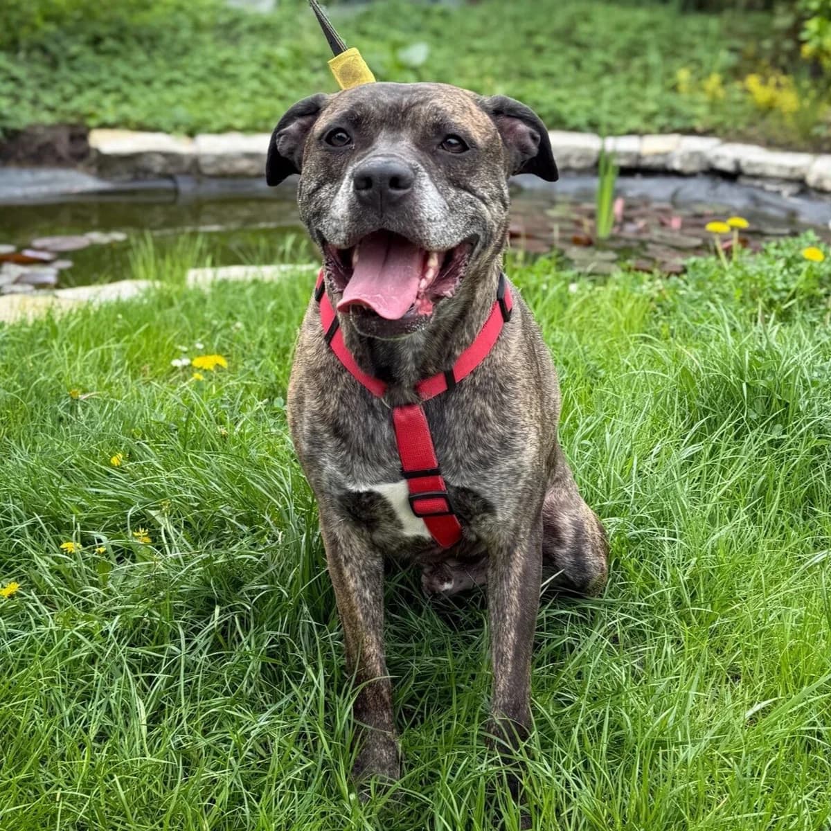 Zosia 192/26, female Mixed Breed for adoption at Schronisko Katowice, Katowice
