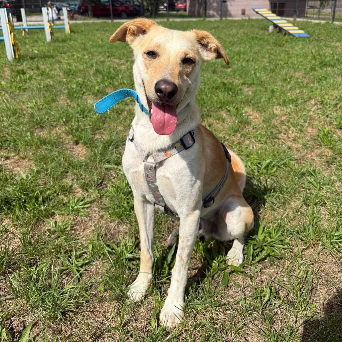 Brownie 190/26, male Mixed Breed for adoption at Schronisko Katowice, Katowice