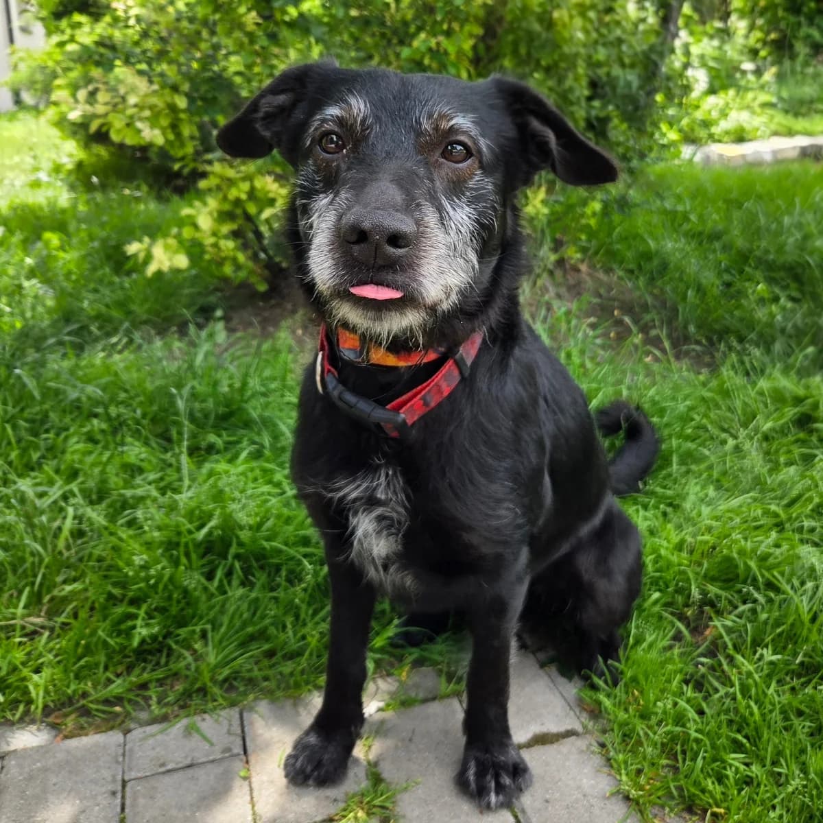 Łobuz 47/26, male Mixed Breed for adoption at Schronisko Katowice, Katowice