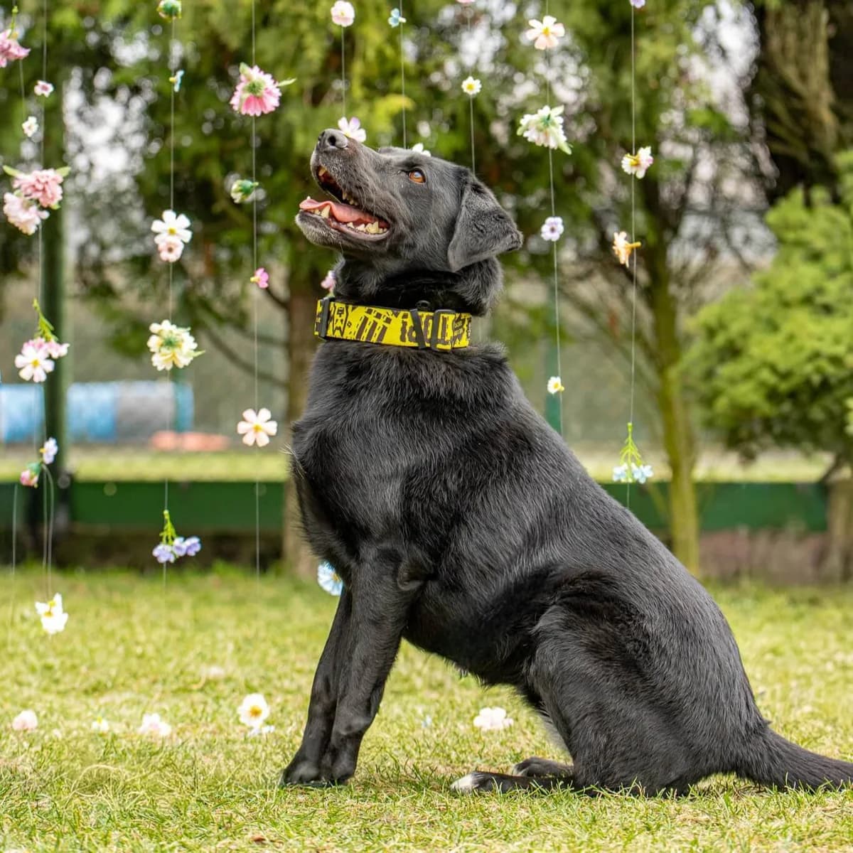 Luna 229/25, female 5yo Mixed Breed for adoption at Schronisko Katowice, Katowice