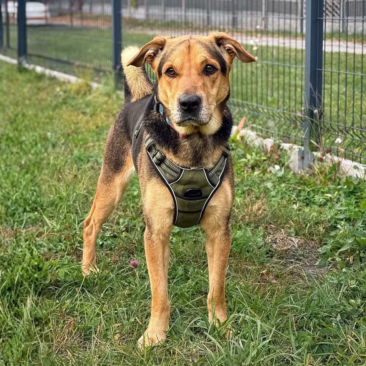Miszka 195/26, male Mixed Breed for adoption at Schronisko Katowice, Katowice
