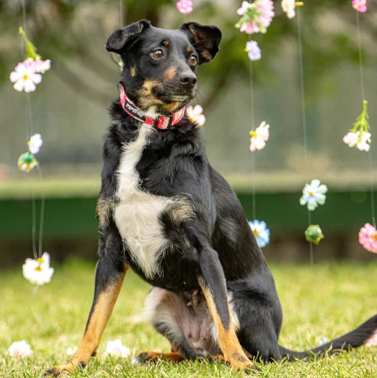 Mysza 218/25, female Mixed Breed for adoption at Schronisko Katowice, Katowice