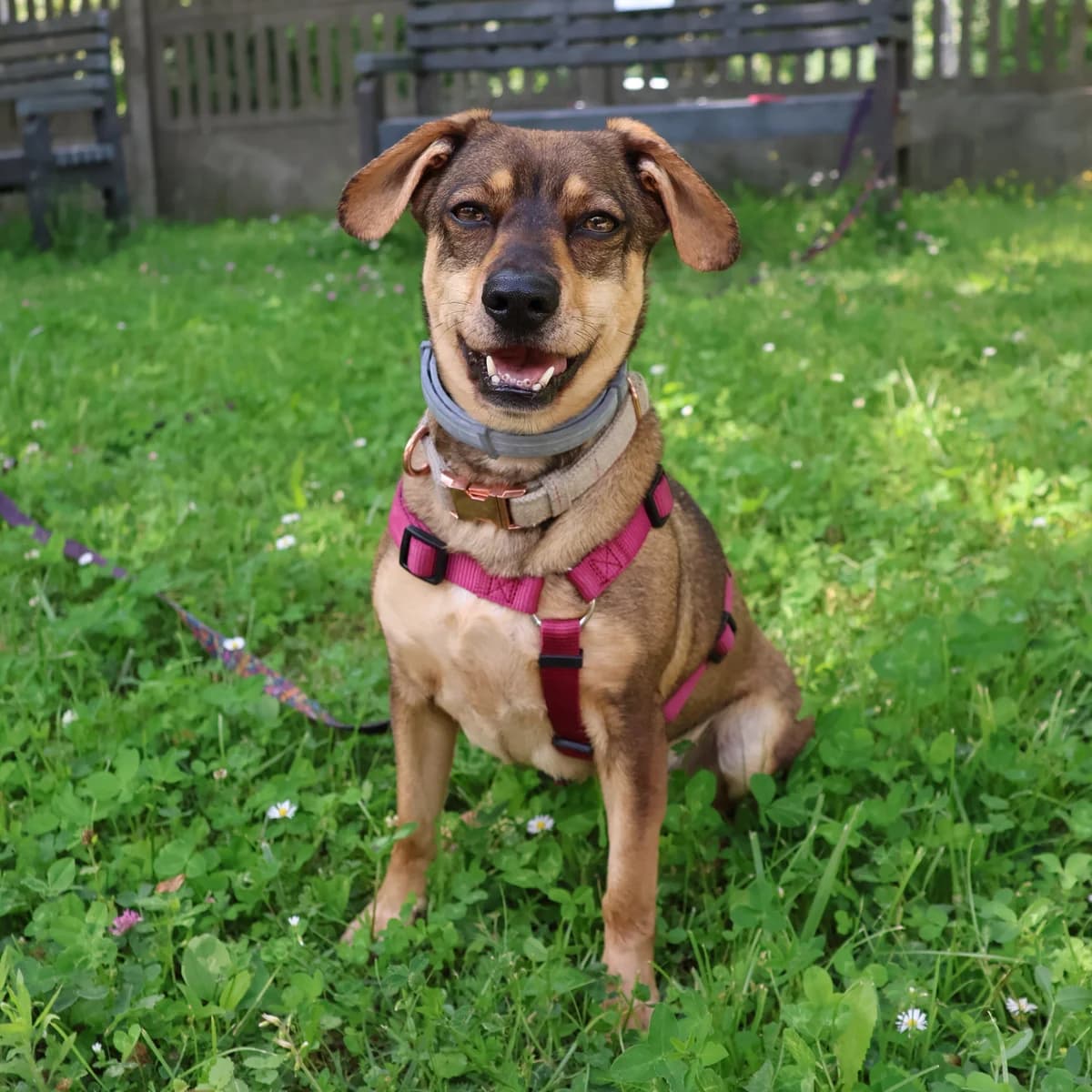 Clifford 103/26, male Mixed Breed for adoption at Schronisko Katowice, Katowice