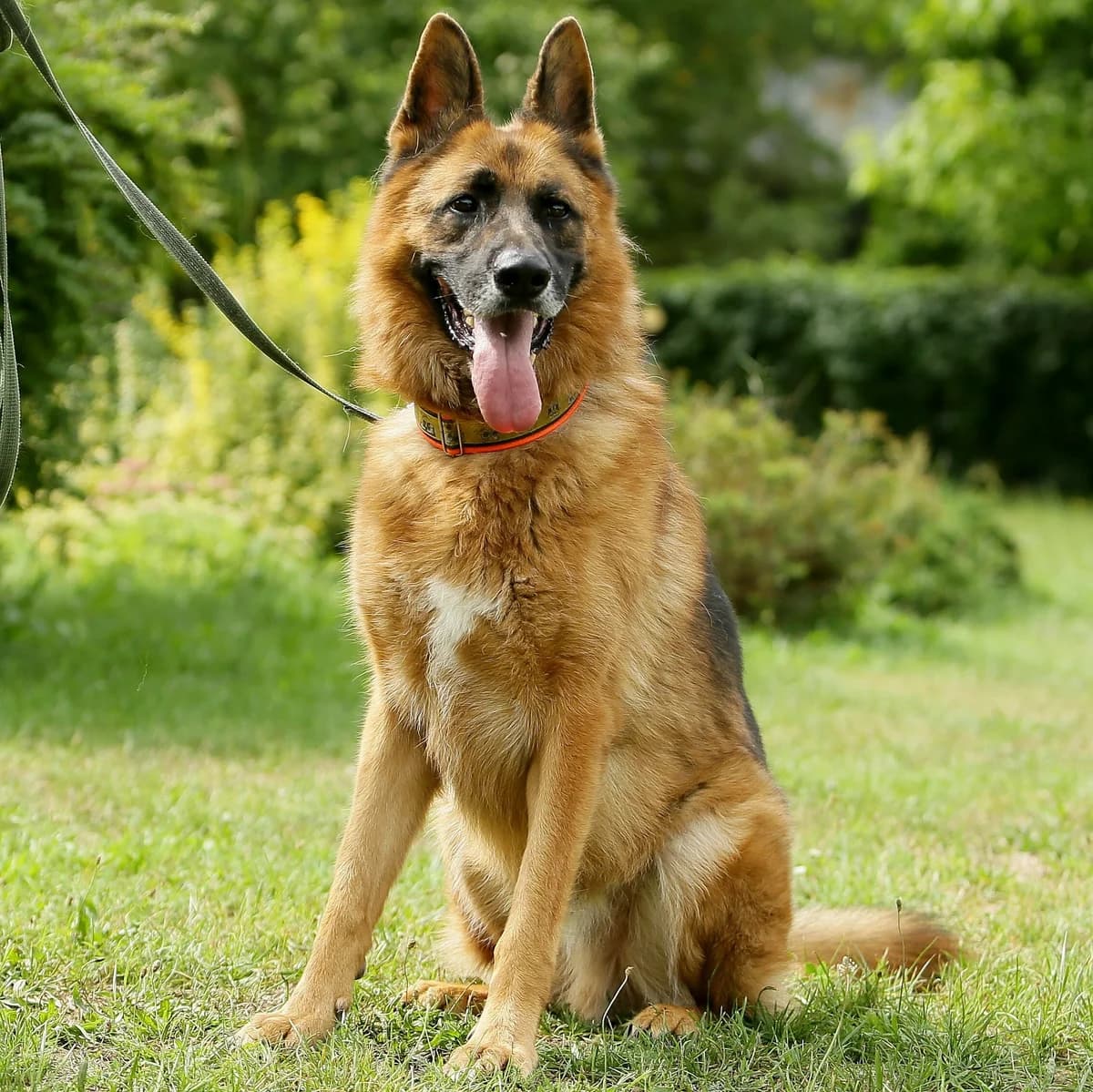 Gucio 230/25, male Mixed Breed for adoption at Schronisko Katowice, Katowice