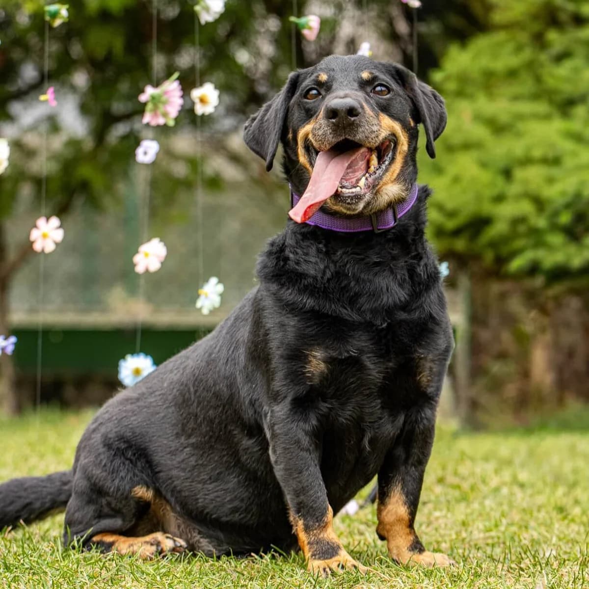 Tomi 67/26, male Mixed Breed for adoption at Schronisko Katowice, Katowice