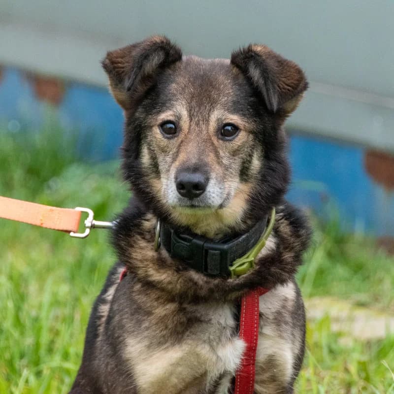 Piotrek, male Mixed Breed for adoption at Schronisko Kielce, Kielce