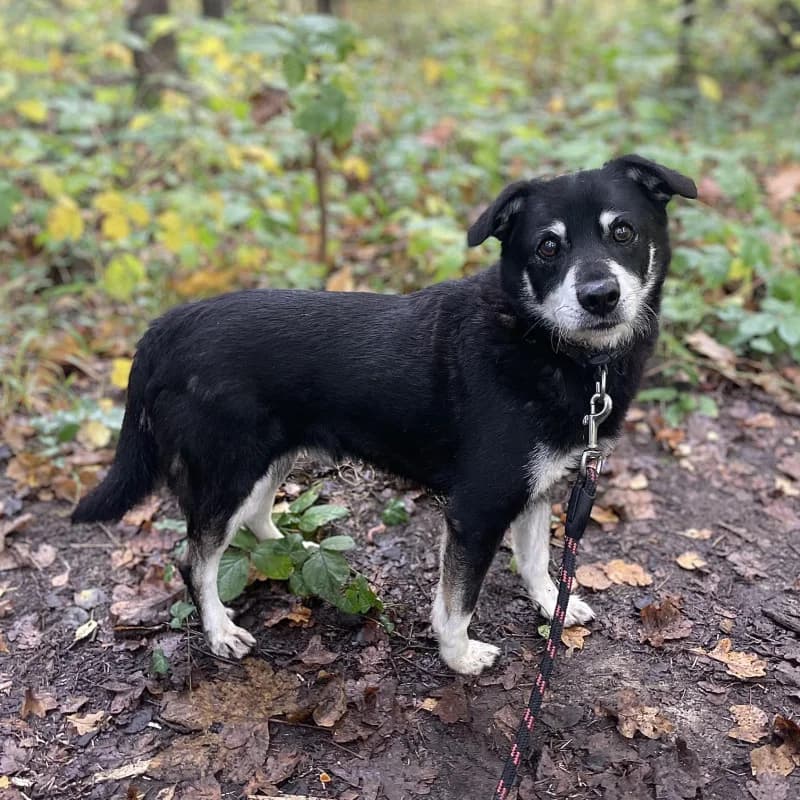 Ciastek, male mixed breed for adoption at Schronisko Kielce, Kielce