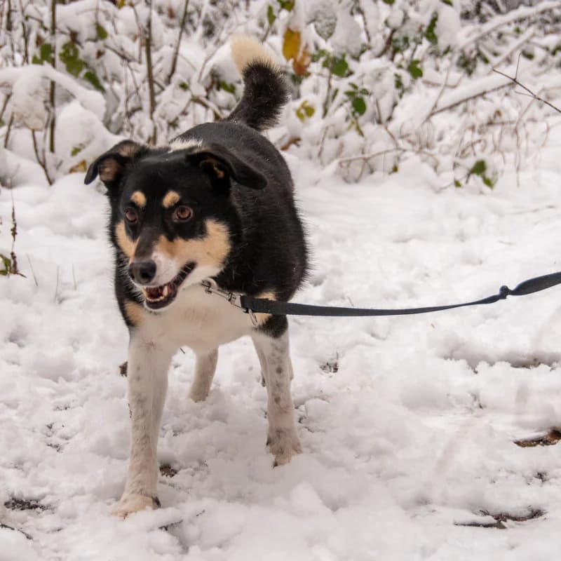 Fokus, male Mixed Breed for adoption at Schronisko Kielce, Kielce