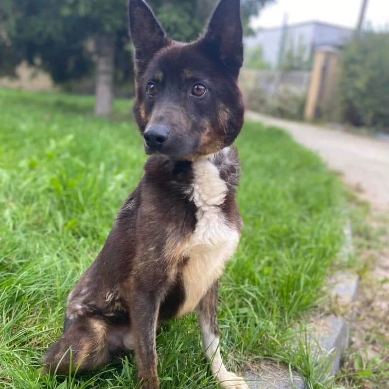 Kostek, male mixed breed for adoption at Schronisko Kielce, Kielce