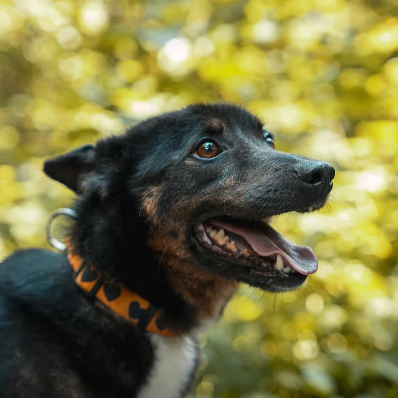 Kostek, male mixed breed for adoption at Schronisko Kielce, Kielce