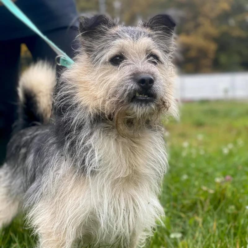 Randal, male mixed breed for adoption at Schronisko Kielce, Kielce