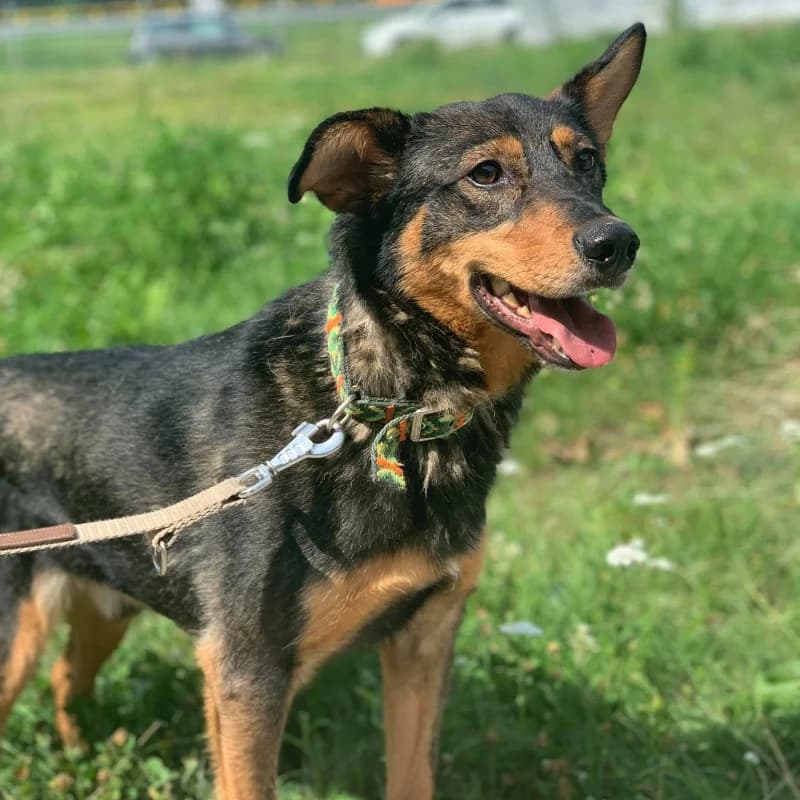 Romek, male mixed breed for adoption at Schronisko Kielce, Kielce