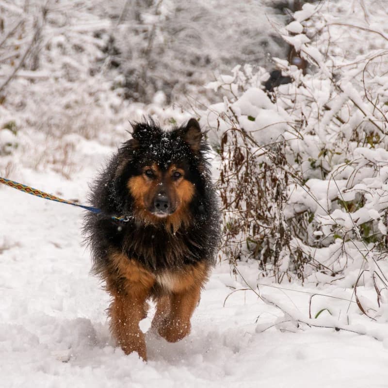 Andrzej, male Mixed Breed for adoption at Schronisko Kielce, Kielce