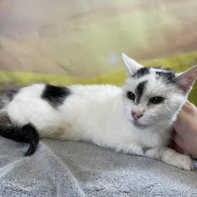 Trufel (c62), male mixed breed for adoption at Schronisko Kielce, Kielce