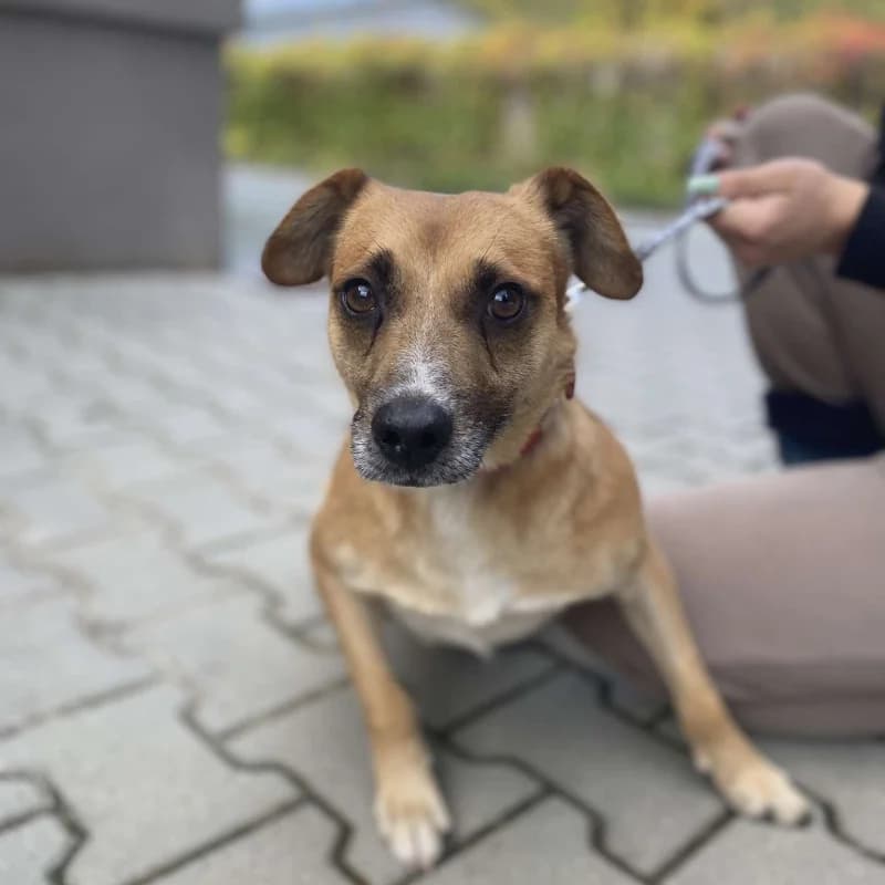 Fabian, male Mixed Breed for adoption at Schronisko Kielce, Kielce