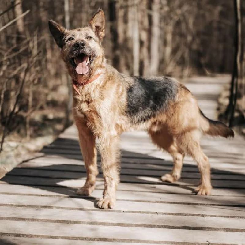 Czesiek, male Mixed Breed for adoption at Schronisko Kielce, Kielce
